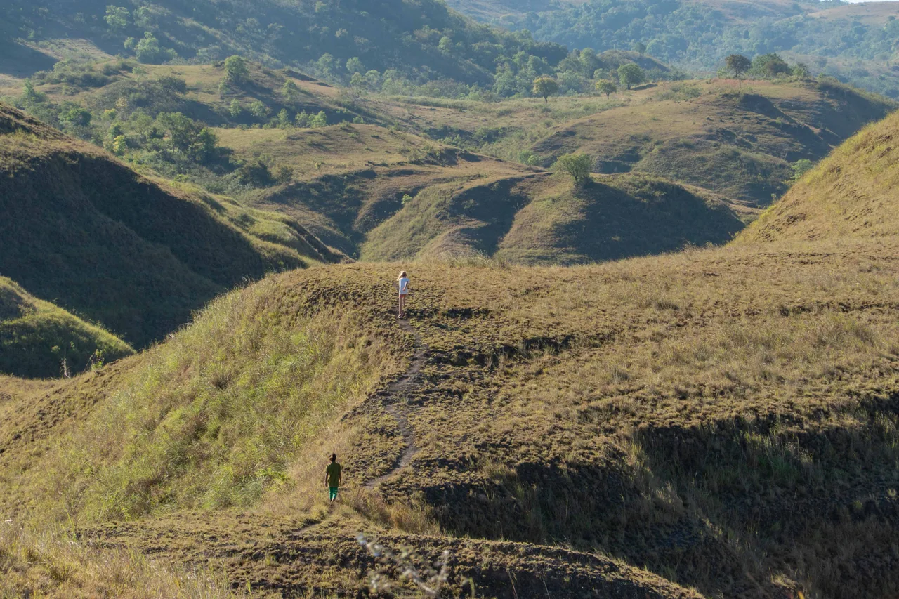 Golden grass covering the rolling Tanarara and Hiliwuku hills
