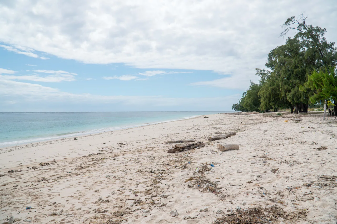 A pale shoreline beside coastal trees at Puru Kambera Beach