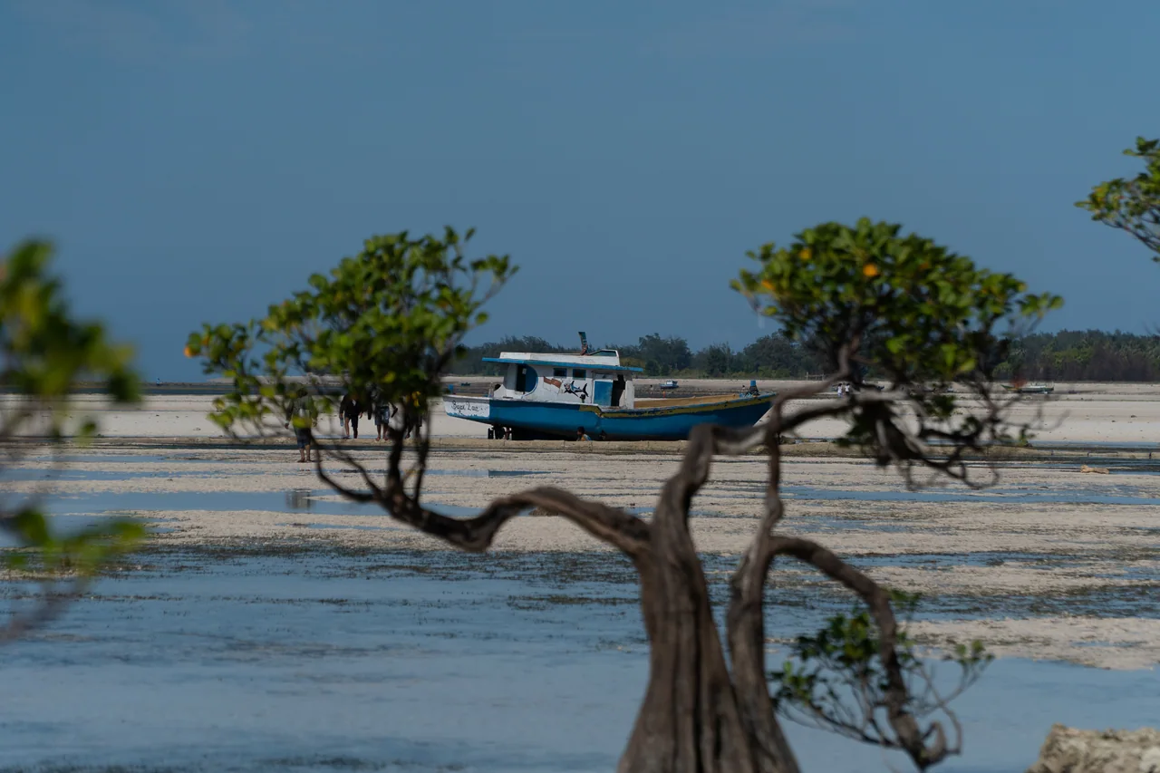 Exposed mangrove roots and a boat at Walakiri in daylight