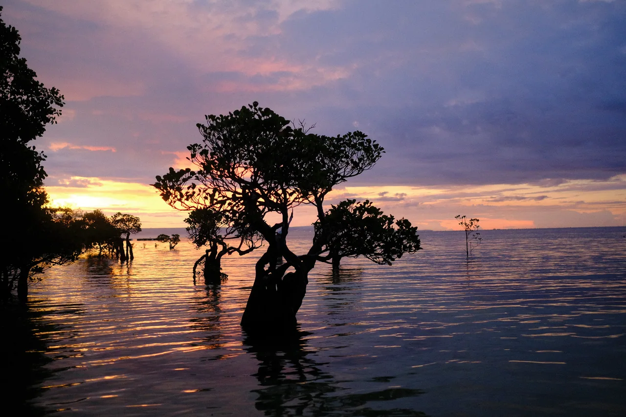 Mangrove silhouettes reflected in the sunset water at Walakiri