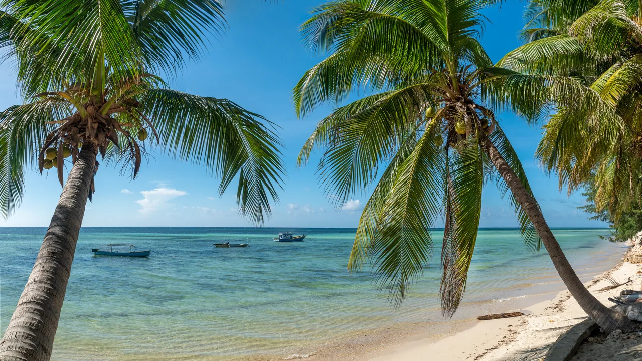 Palm trees above the pale beach and turquoise water at Walakiri